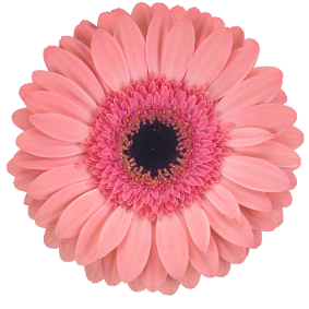 Button flower 3