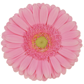 Button flower 4