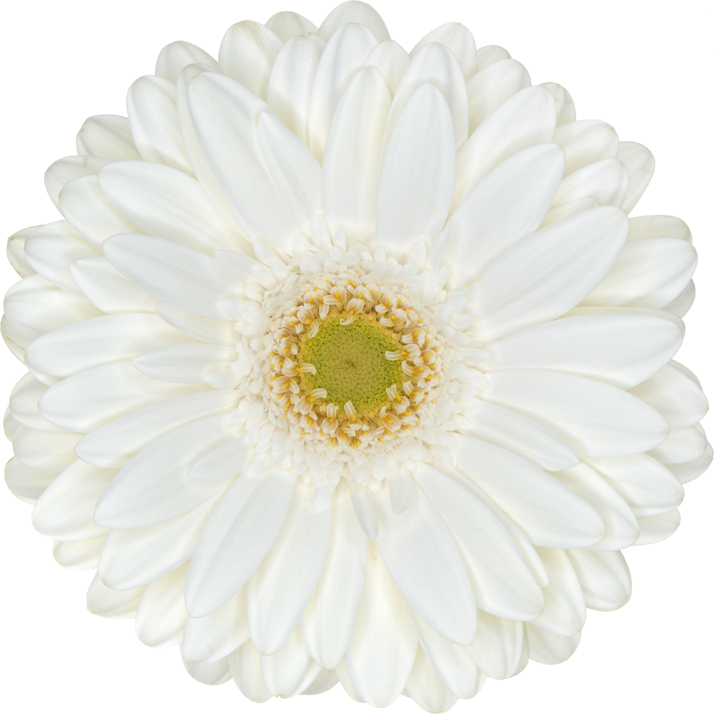 Soulmate Florein gerbera's